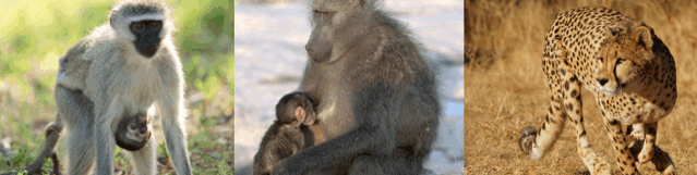 MEMOIRS OF AFRICA PHOTOGRAPHY AND PUZZLES